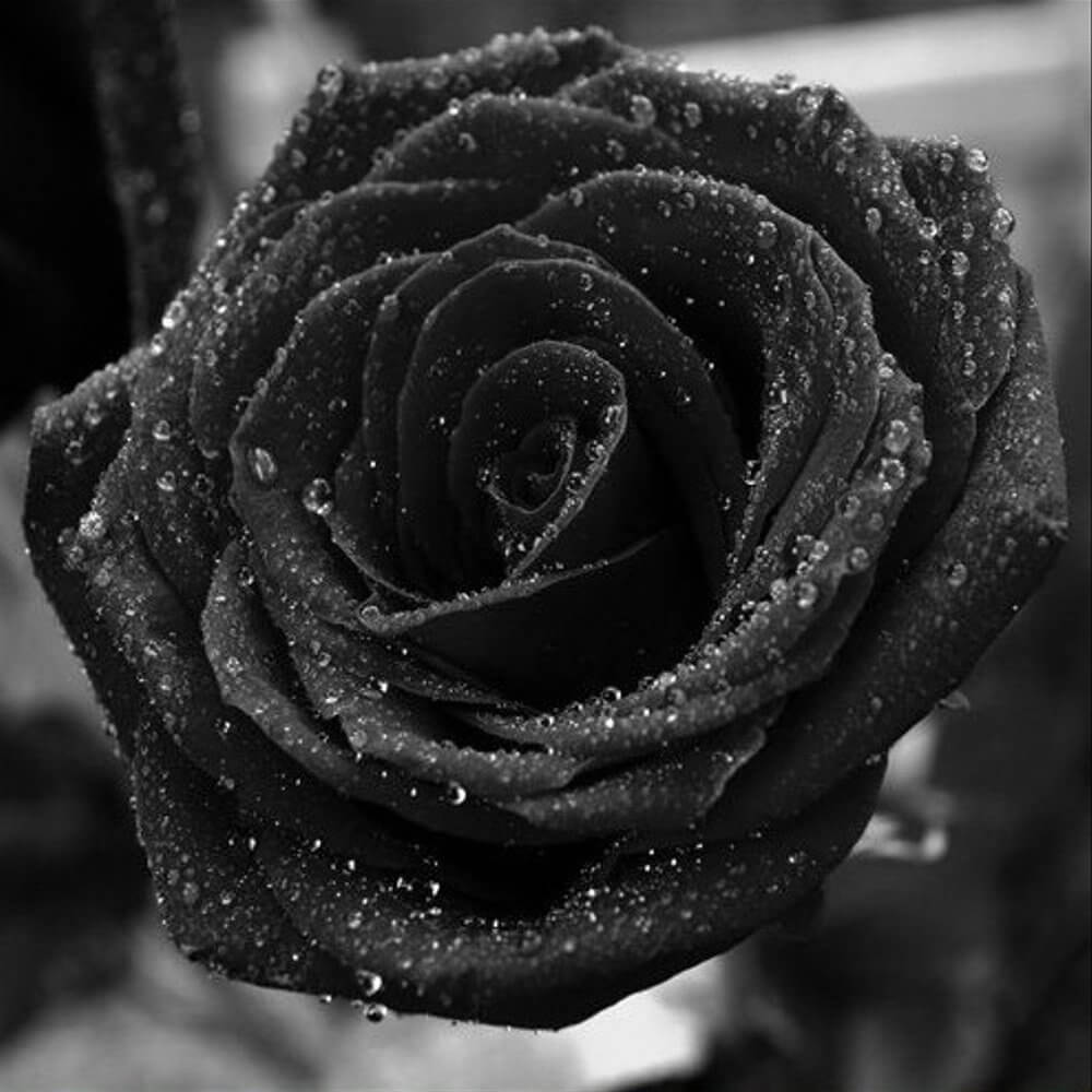 black-rose-feature-image