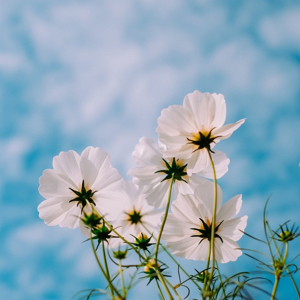 white-colour-significance-flower