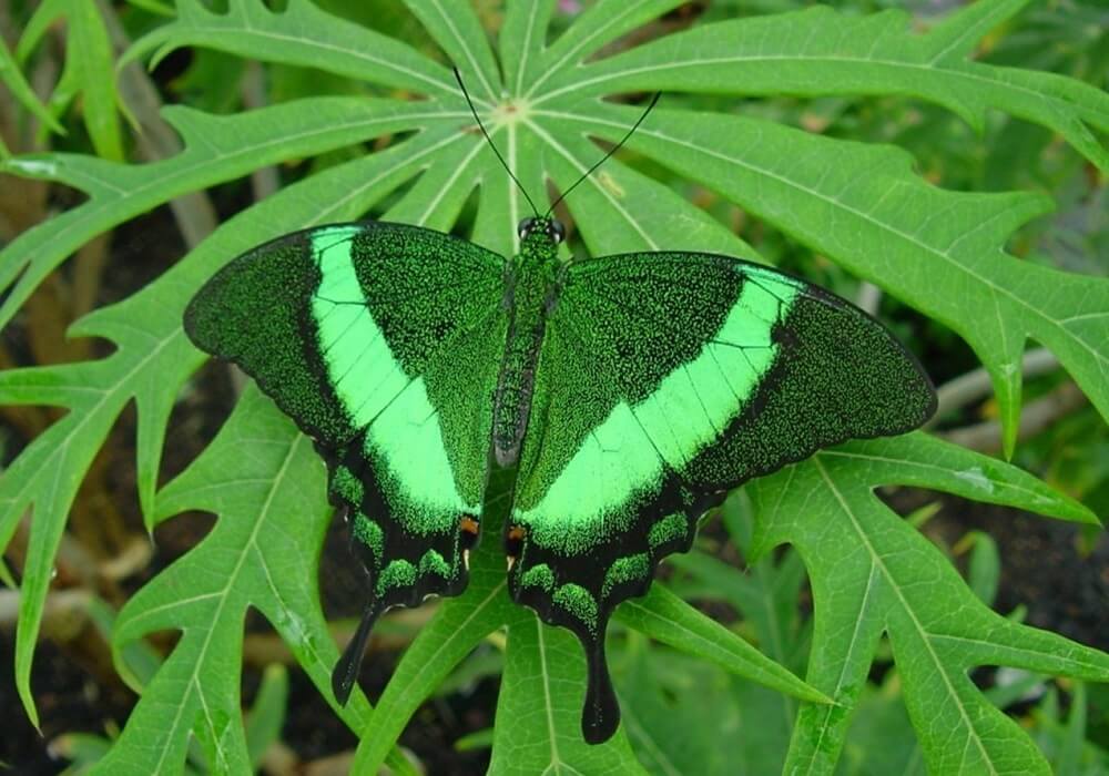 green-color-butterfly