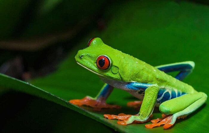 green-frog