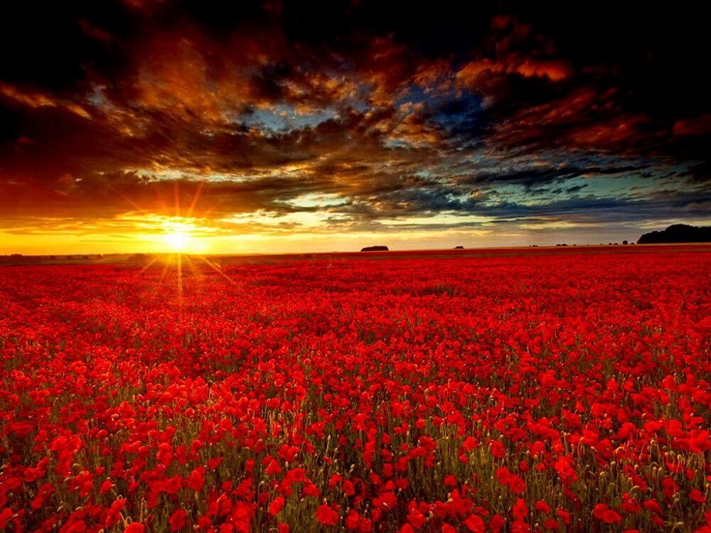 red-flower-field-feature-image