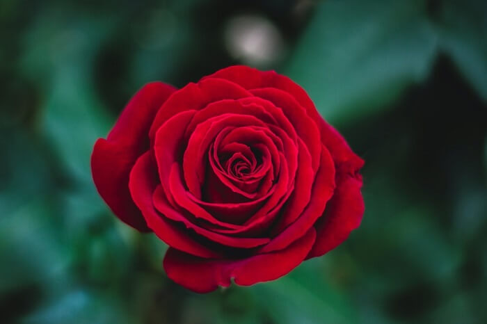 red-rose