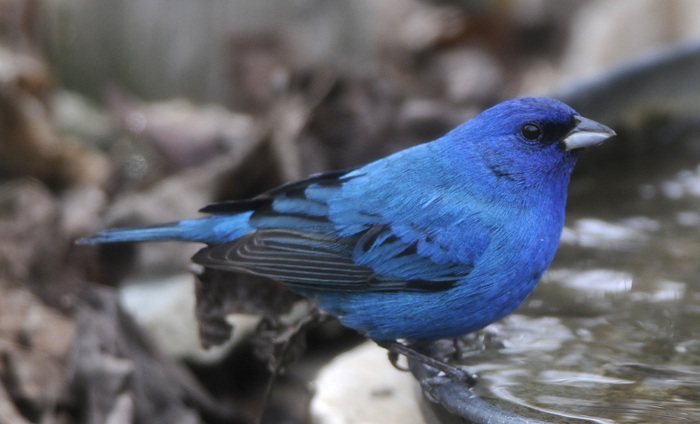 Bird-Blue-color-verbena