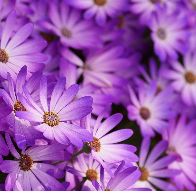 Purple-the color of spirituality for calming the soul and soothing the mind Verbena Shaadidukaan