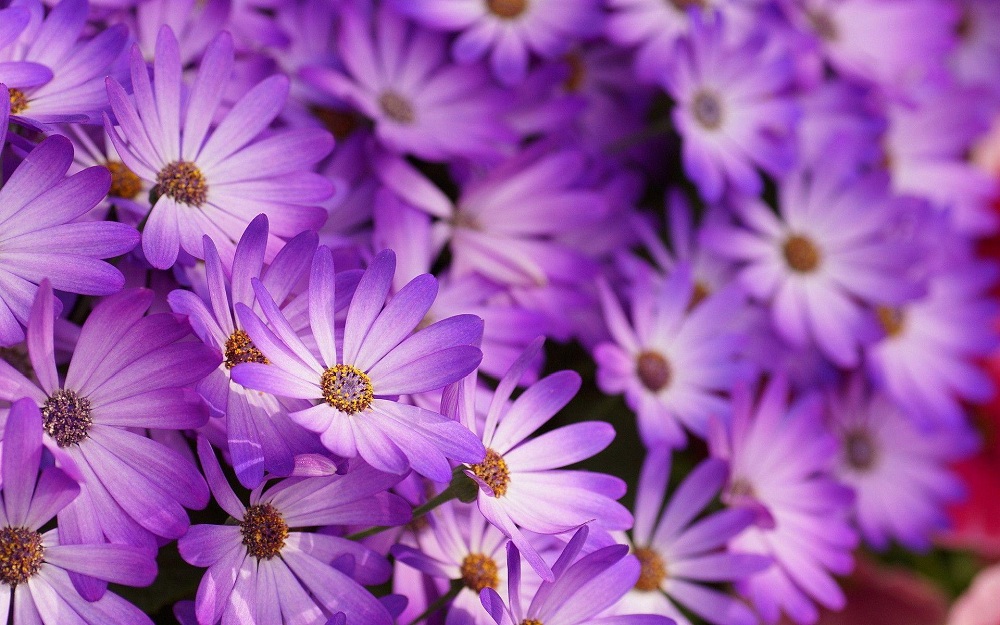Purple-the color of spirituality for calming the soul and soothing the mind Verbena Shaadidukaan