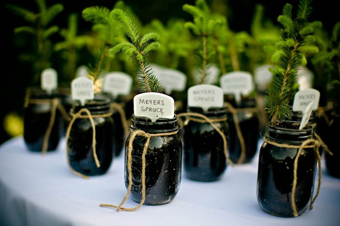 Use Potted Plants Verbena Shaadidukaan (2)